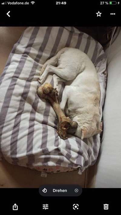 Dogorama Photo Challenge - Zeit ins Bett zu gehen-Beitrag-Bild