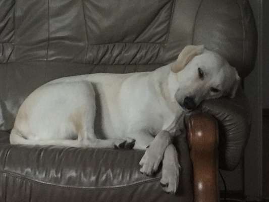 Labradorfans-Beitrag-Bild