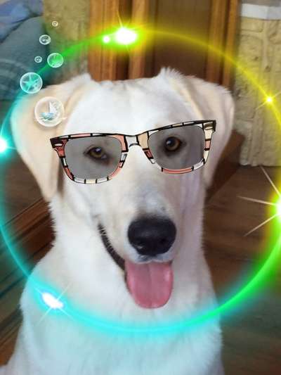 Fotochallange nr. 106
Der geschmückte Hund.-Beitrag-Bild