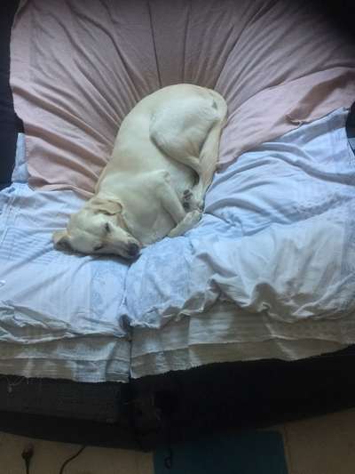 Dogorama Photo Challenge - Zeit ins Bett zu gehen-Beitrag-Bild