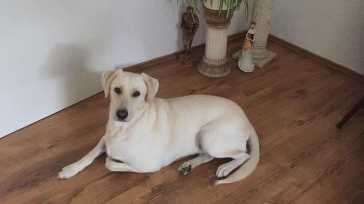 Labradorfans-Beitrag-Bild