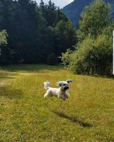 Die Dogorama Wochen Challenge: “Dein Hund im Urlaub”-Beitrag-Bild