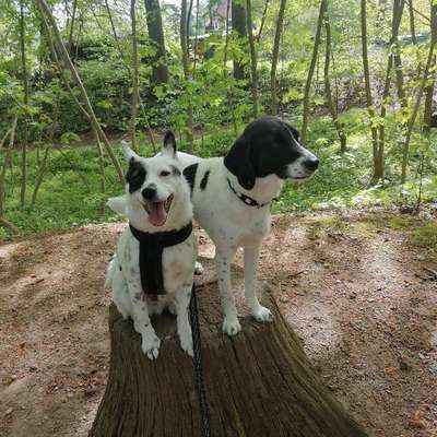 Hundetreffen-Regelmäßige Treffen im Freilauf Höltigbaum-Bild