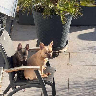 Hundetreffen-Entspannte Gassirunde-Bild