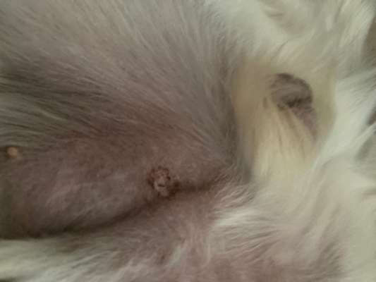 Knubbel neben dem Penis-Beitrag-Bild