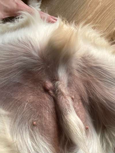 Knubbel neben dem Penis-Beitrag-Bild