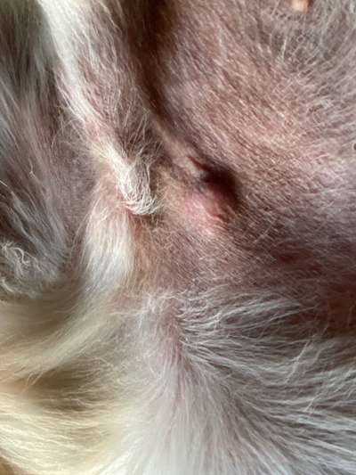 Knubbel neben dem Penis-Beitrag-Bild