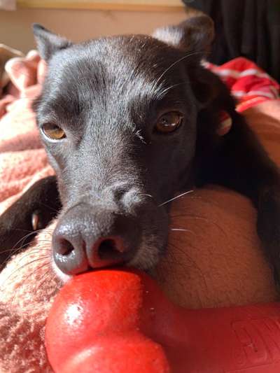 Zeigt mir die tollste Nahaufnahme von eurer Fellnase-Beitrag-Bild