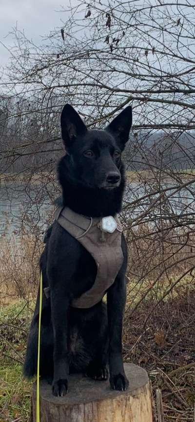 Hunderunde-Beitrag-Bild