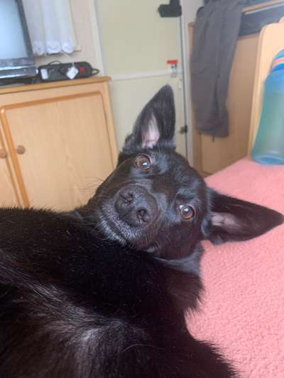 Hunde vom Tierschutzverein 🐕♥️-Beitrag-Bild