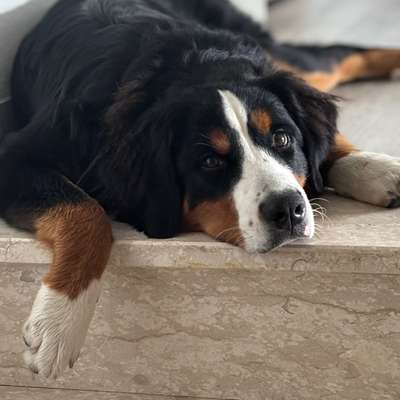 Hundetreffen-Hallo zusammen, gibt es hier noch andere Berner Sennhunde? Wir würden uns freuen euch kennenzulernen-Bild