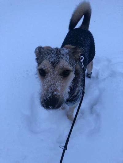 Zeigt die schönsten Schneebilder von eurer Fellnase ❄️-Beitrag-Bild