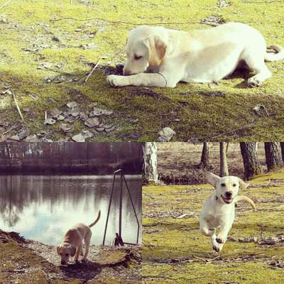 Das erste Bild eures Hundes-Beitrag-Bild