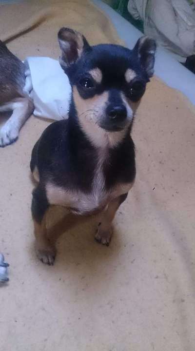 Lieblingsbild von euren Hunden?-Beitrag-Bild