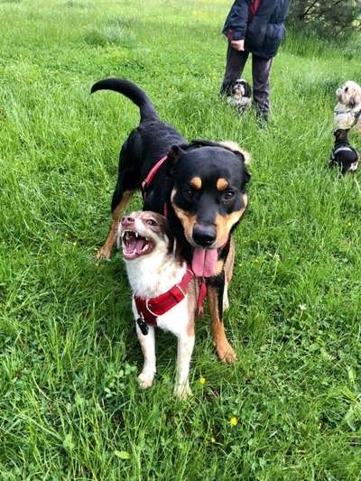 Lieblingsbild von euren Hunden?-Beitrag-Bild