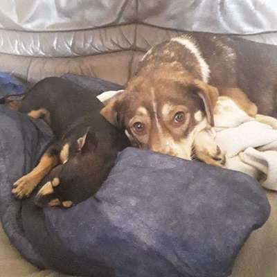 Zeige das lustigste Bild eures Hundis-Beitrag-Bild