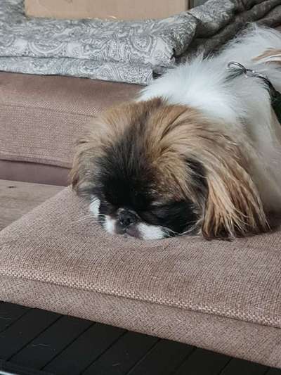 Pekinese/Pekingese-Beitrag-Bild