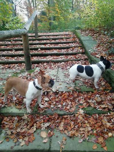 Französische Bulldoggen-Beitrag-Bild