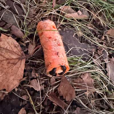 Giftköder-Köder mit Rattengift-Bild