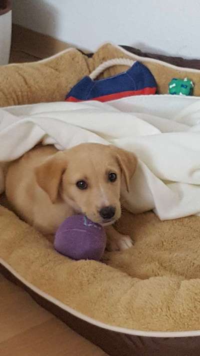 Welpen Bilder !-Beitrag-Bild