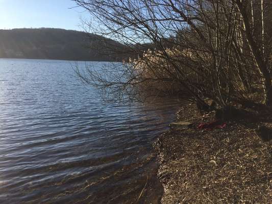 Hundeauslaufgebiet-Baeler Busch / Waldsee-Bild