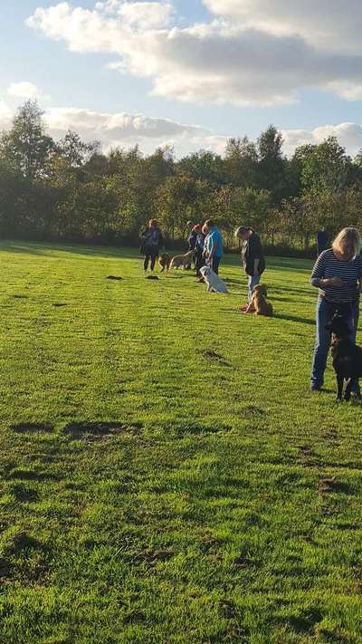 Hundeschulen-Retrieverfreunde Ostfriesland e.V.-Bild