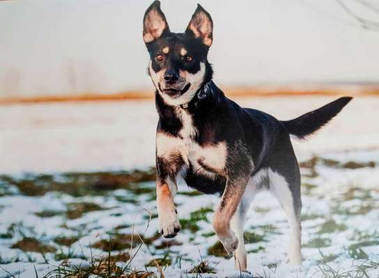 Dogorama Photo Challenge - Winterstimmung-Beitrag-Bild