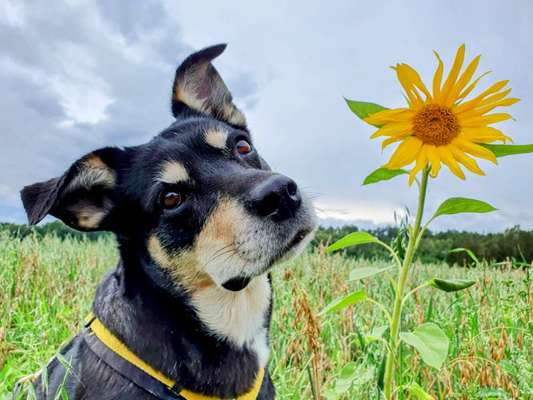 Hunde Porträt (Portrait) Galerie....-Beitrag-Bild