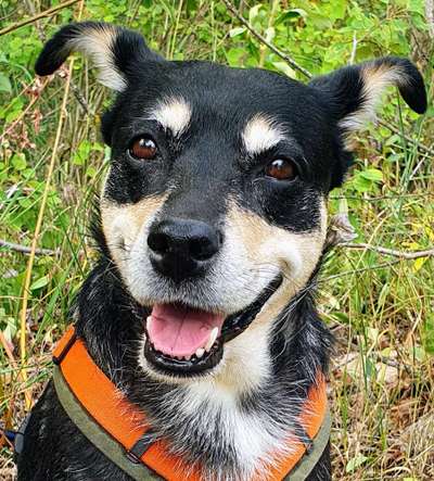 Hunde Porträt (Portrait) Galerie....-Beitrag-Bild