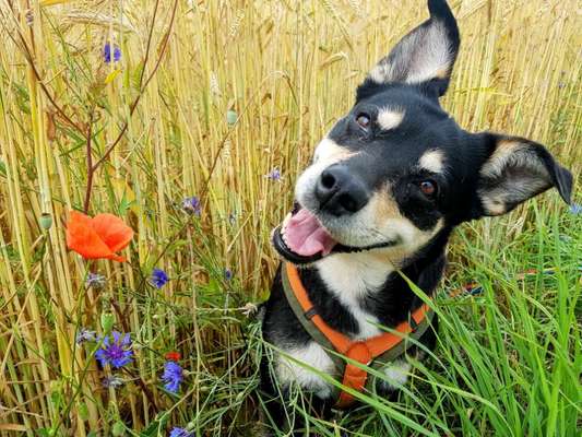 Hunde Porträt (Portrait) Galerie....-Beitrag-Bild