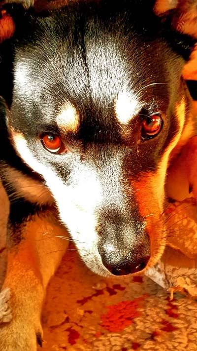 Die Augen Deines Hundes-Beitrag-Bild