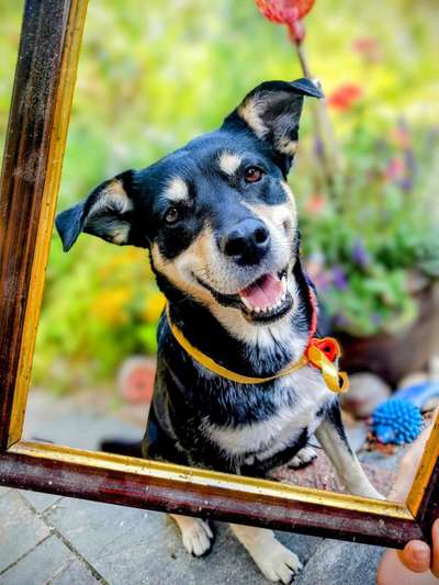 Hunde Porträt (Portrait) Galerie....-Beitrag-Bild