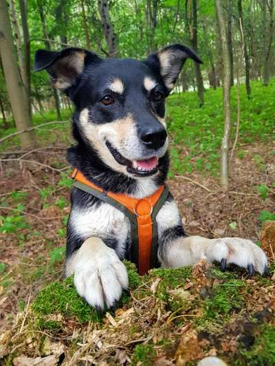 Mischlingshunde Foto Aufruf-Beitrag-Bild