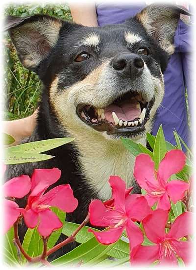 Hunde Porträt (Portrait) Galerie....-Beitrag-Bild