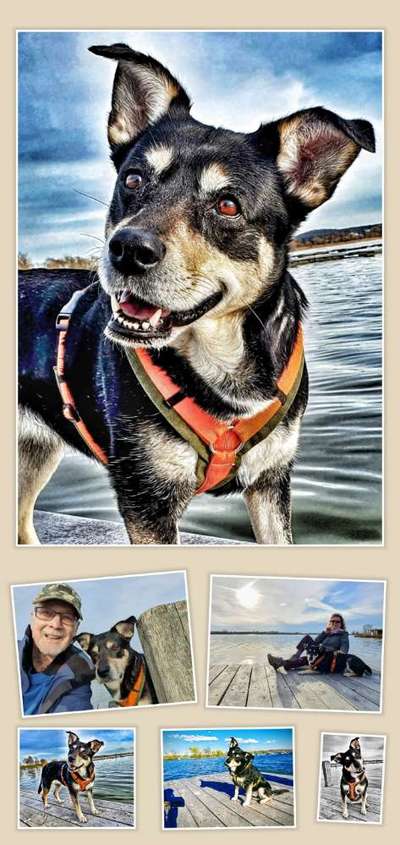 Mischlingshunde Foto Aufruf-Beitrag-Bild