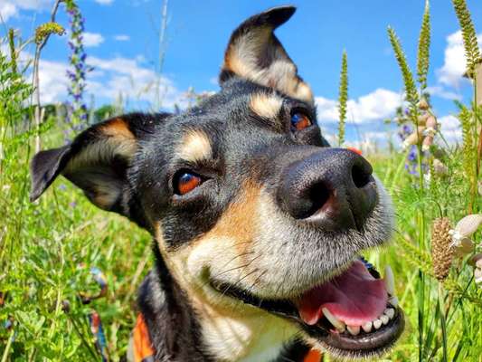 Hunde Porträt (Portrait) Galerie....-Beitrag-Bild