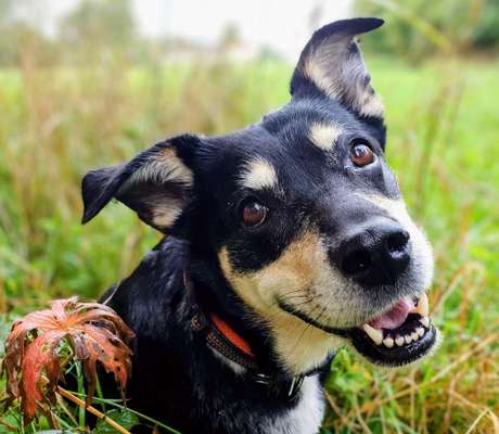 Hunde Porträt (Portrait) Galerie....-Beitrag-Bild