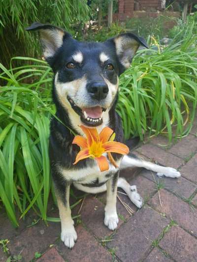 Hunde Porträt (Portrait) Galerie....-Beitrag-Bild