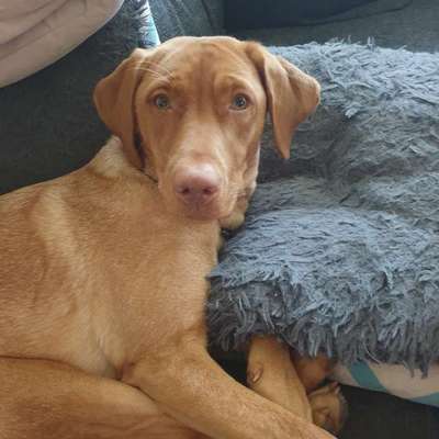 Hundetreffen-Spiele treffen-Bild