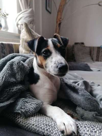 Welpen Bilder !-Beitrag-Bild