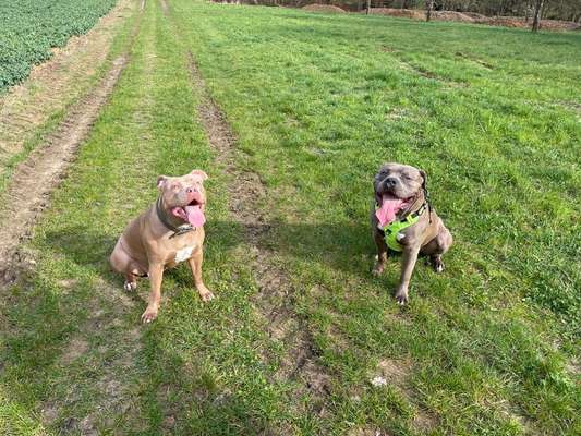 Hundetreffen-Bully Playtime-Bild