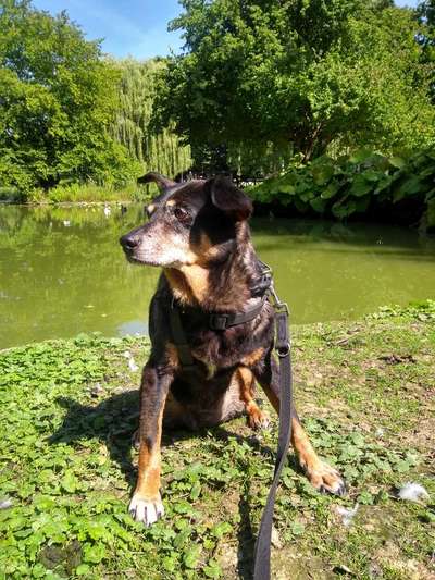 Hunde vom Tierschutzverein 🐕♥️-Beitrag-Bild