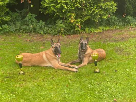 Malinois-Beitrag-Bild