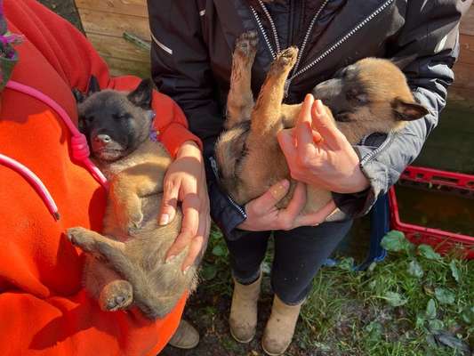 Malinois-Beitrag-Bild