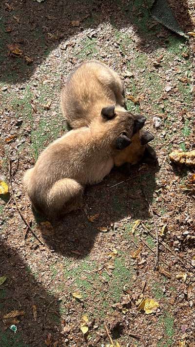 Malinois-Beitrag-Bild