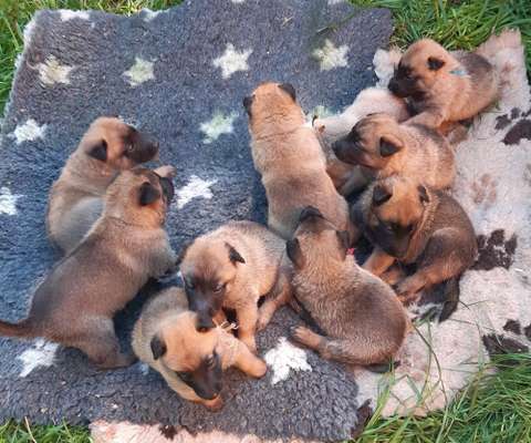 Malinois-Beitrag-Bild