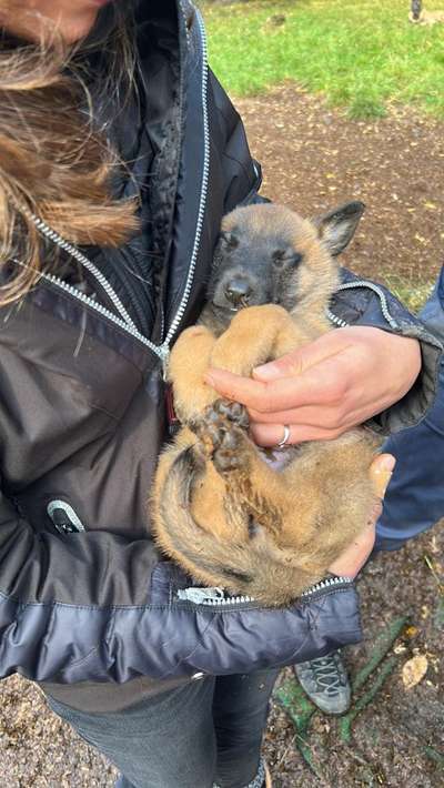 Malinois-Beitrag-Bild