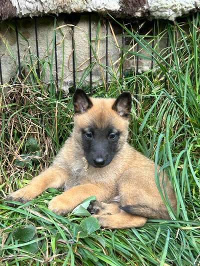 Malinois-Beitrag-Bild