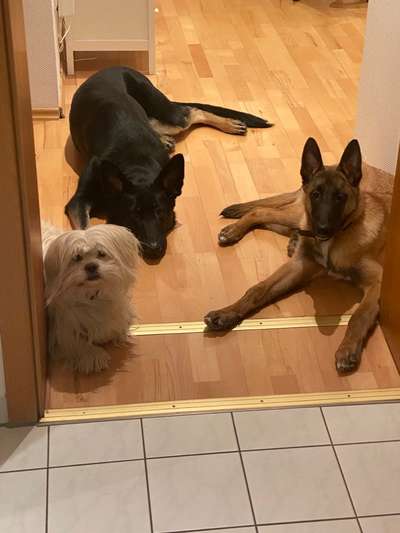 Malinois-Beitrag-Bild