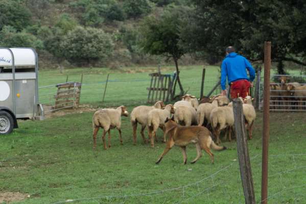 Malinois-Beitrag-Bild